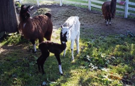 Black Baby Llama